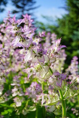 Salvia sclarea - Nutmeg