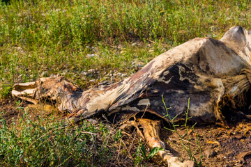 The corpse of a horse in the wild. The body of a dead horse on the ground in the grass. The corpse of a horse decays. Cadaverous spots on the skin. Skeleton of a horse. Bones, hair next to the corpse.
