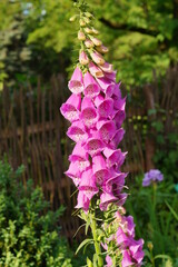 digitalis purpurea - colorful foxglove flowers ( common foxglove, purple foxglove or lady's glove)