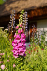 Obraz premium digitalis purpurea - colorful foxglove flowers ( common foxglove, purple foxglove or lady's glove)