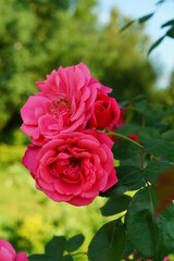 Beautiful , fragrant rose bush in the garden at summer day