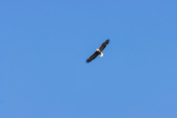 Bald Eagle in Flight