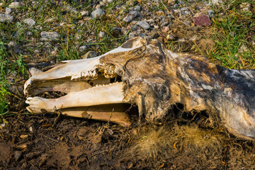 The corpse of a horse in the wild. The head of a dead horse on the ground in the grass. Close-up....