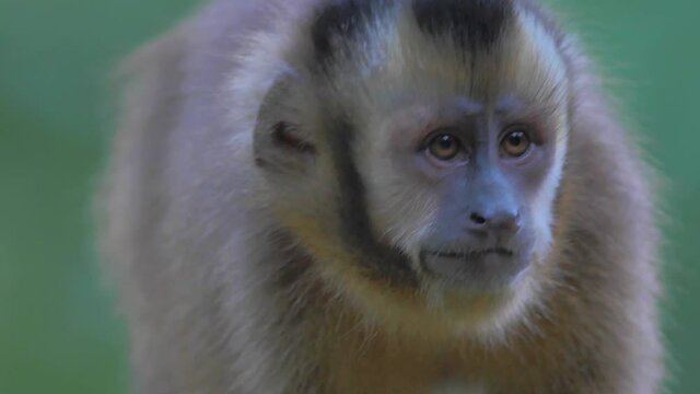 Wild capuchin monkey walking on a branch in the jungle rainforest of Peru