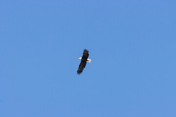 Bald Eagle in Flight