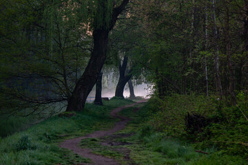 morning in the woods