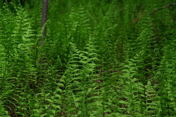 Green fern leaves in the forest