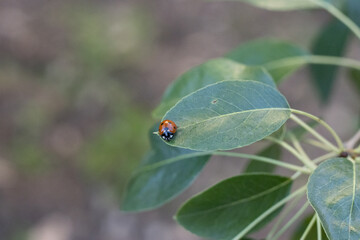 Coccinella su foglia bassa luce