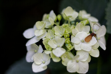 Fototapeta na wymiar 白い　花