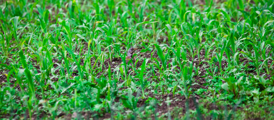 wild bird in the corn field