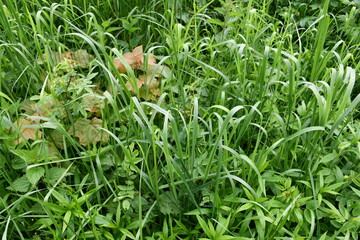 Wild grass and maple shoots in the meadow.