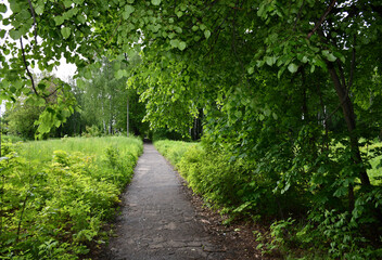 Green foliage hangs over an old paved path in the Park