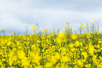 Yellow rapeseed field. Blooming canola flowers. Agroindustry