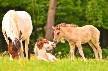 A beautiful mare of an Icelandic horse in the green meadow with her cute foal and other awesome...