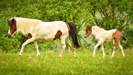 Obraz na płótnie Canvas A beautiful mare of an Icelandic horse in the green meadow with her cute foal and other awesome foals of the herd