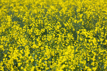 Yellow rapeseed field. Raw materials for biofuels, biodiesel