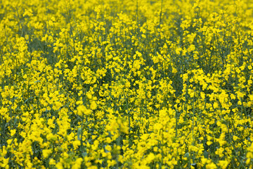 Obraz premium Yellow rapeseed field. Raw materials for biofuels, biodiesel