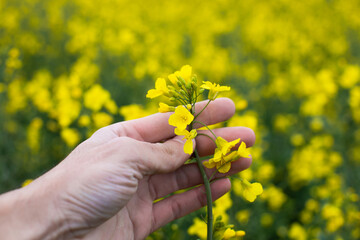 A farmer inspects the yellow flowers of rapeseed. Search for pests in crops