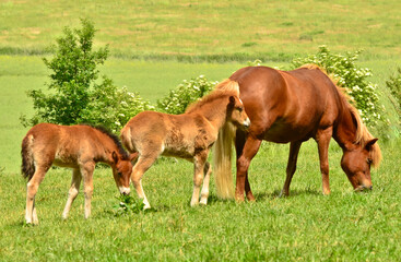 Naklejka na ściany i meble A beautiful mare of an Icelandic horse in the green meadow with her cute foal and other awesome foals of the herd
