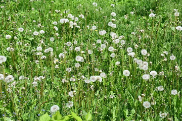 Fototapeta premium A field with green grass and white dandelions