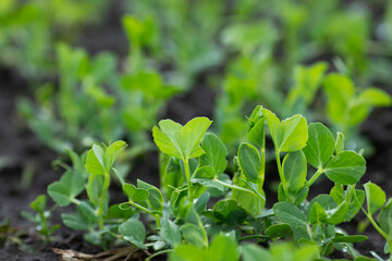 Young green pea sprouts on farm field. Natural agriculture