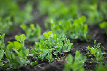Young green pea sprouts on farm field