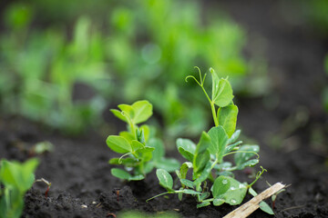 Young green peas on a farm field. Natural agriculture