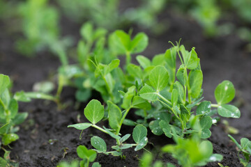 Young green peas growing on a farm field. Legumes