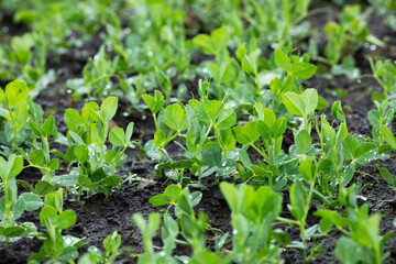 Young green peas on the field after the rain