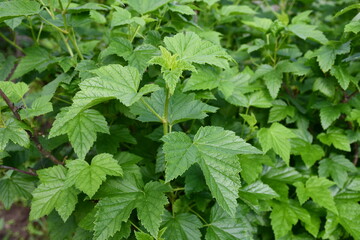 Young branches and leaves of currant close-up