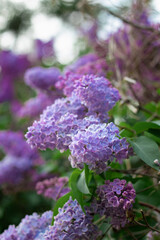 purple lilac branch in the garden selective focus