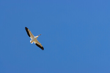 American White Pelicans