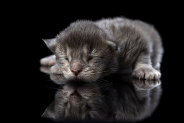 Blind gray kitten on black glass and isolated black background. Reflection of a newborn Maine Coon in the mirror. Cat color blue ticked tabby NS 25 03