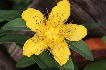 Großblumiges Johanniskraut mit gelber Blüte