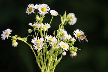 Biene an den weißen Blüten des Feinstrahl
