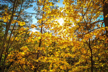 Fototapeta premium Sun shining through yellow fall leaves in forest, selective focus