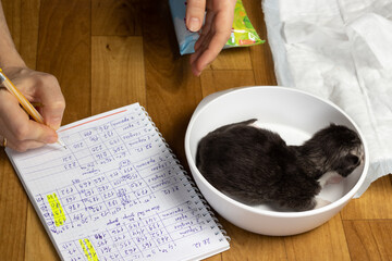 Maine Coon kitten is weighed on a balance. Registration weight gain kitten. Monitoring the health...