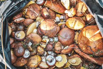 Collected forest mushrooms top view