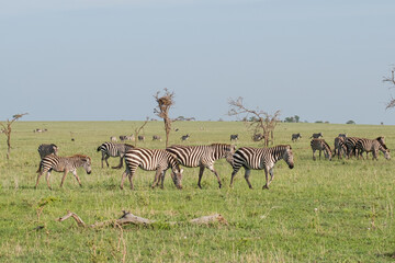 Fototapeta na wymiar Herd of zebras grazing on the Serengeti in Tanzania