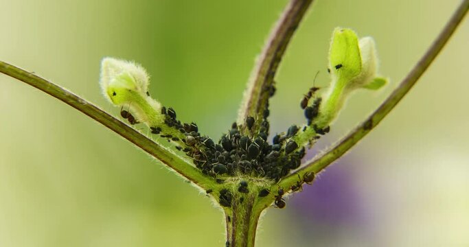 Timelapse en plan rapproché de fourmi élevant des poux sur une branche de clématites avec des boutons de fleurs fermés