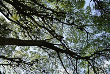 The silhouette of tree branches with birds, green leaves and blue sky