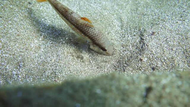 Red mullet digging in seabed looking for food, close-up part 1.
Goatfish swimming underwater in Mediterranean ocean waters and digging for food in seabed, close-up part 1