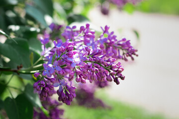 Obraz premium Lilac trees with blooming lilac flowers and in the background a white fence with a garden
