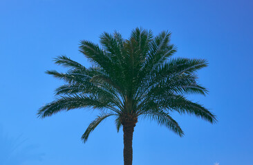 palm trees grow on the shore of the picturesque sea