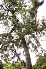 一本の大きな木が聳え立っています。
歴史を感じます。