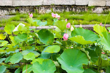スイレンの花です。
水の中から顔を出しています。