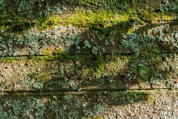 old boards covered with moss in the sunlight background