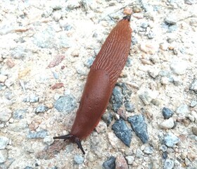 limace orange,isolé sur le sol