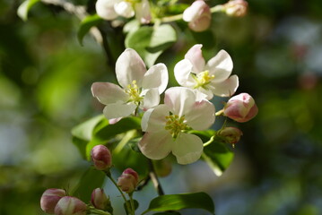 Blossoming branches of apple trees with many white-pink buds and green leaves. Blurred background.