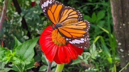monarch butterfly on flower